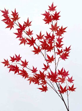 枫树叶大枝4叉仿真菩提