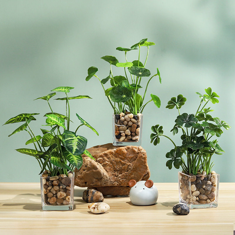 创意绿植四叶草金钱草仿