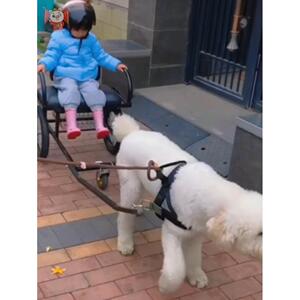 边牧羊狗拉宠物拖车人