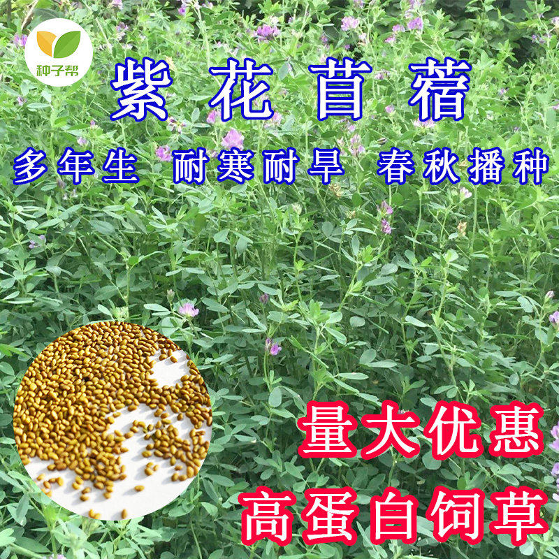 高产紫花苜蓿种子进口净籽高蛋白饲草养牛羊鸡鸭鹅猪兔鱼草营养好 种子帮 淘优券