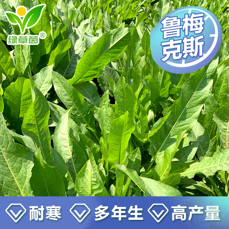 高产耐寒鲁梅克斯优质农用牧草营养丰富适应性广再生力强饲喂禽畜