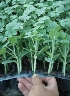 嫁接西瓜苗8424美都甜王精品穴盘苗家庭盆栽地栽农户种植种苗