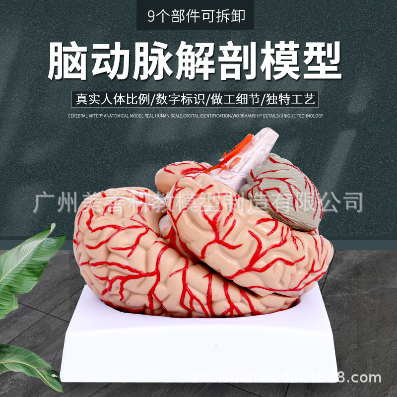 1:1大脑功能分区模型脑模型医学 脑模型皮层分区模型医学示教模型