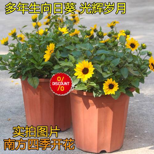 向日葵苗带根价格 向日葵苗带根图片 星期三