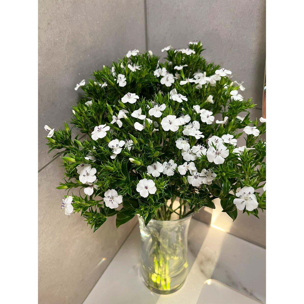 青梅云南基地直发鲜切花办公室室内水养新鲜插花节日鲜花礼物顺丰