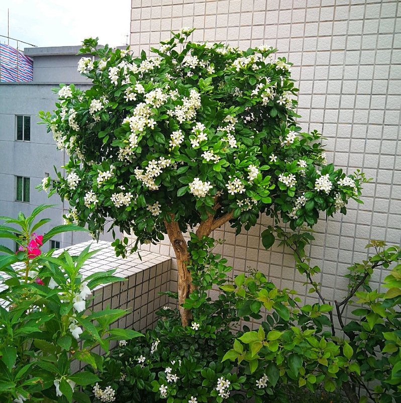 九里香树苗阳台盆栽绿植花苗室内客厅好养独杆四季开花桌面花卉