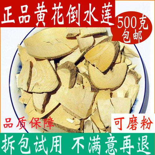 黄花倒水莲中药材店铺倒吊黄根黄