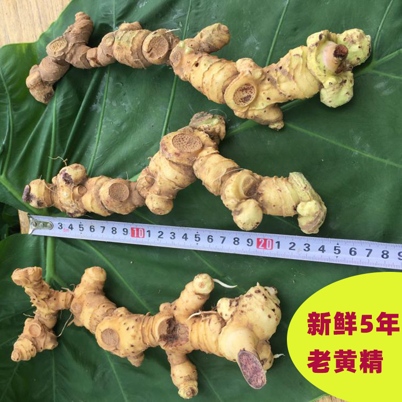 江西黄精新鲜中药材正品现挖野生图片
