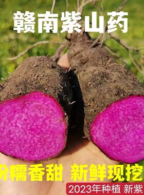 现挖新鲜紫山药脚板薯紫