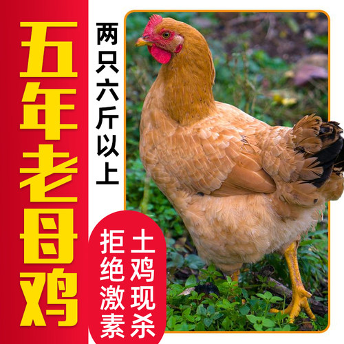5年土鸡农家散养老母鸡