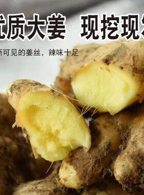 山东特产生姜现挖新鲜老