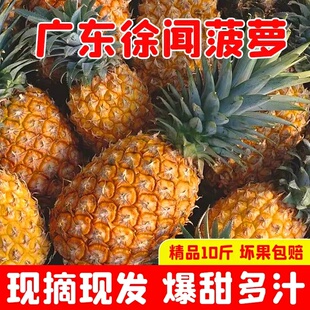 广东徐闻菠萝水果10斤装当季香水菠萝新鲜凤梨湛江香脆小菠萝带箱