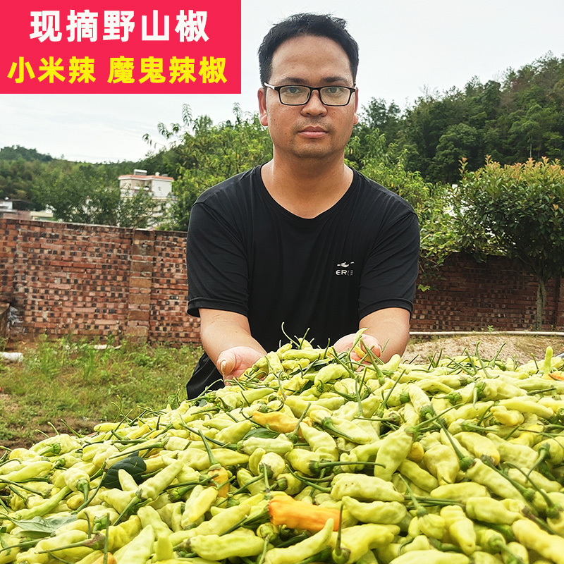 新鲜野山椒小米辣特辣黄