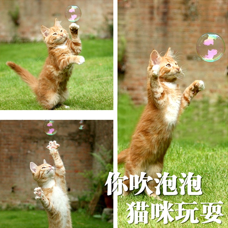 猫薄荷泡泡水铲屎官和i猫主子互动玩具宠物小猫咪用品逗猫神器美
