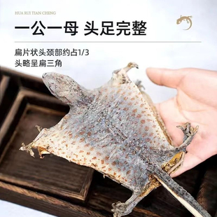 蛤蚧药材一对干货蛤 蚧粉药用中药材泡酒中药饮片官方旗舰店正品