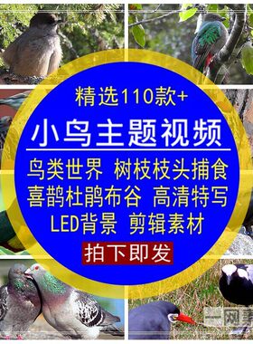 小鸟主题视频素材树枝头鸟类世界捕食喜鹊杜鹃布谷无水印LED大屏