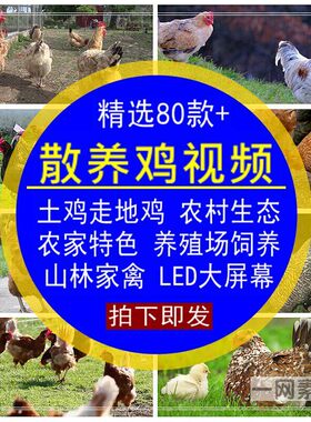 散养鸡视频走地土鸡农村生态农家特色饲养殖场无水印LED大屏素材