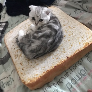高档微博同款猫咪吐司面包切片坐垫宠物猫咪靠垫榻榻米仿真垫子抱