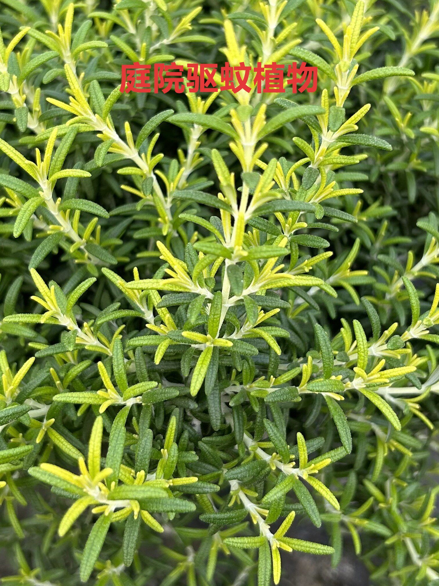 驱蚊草植物室外迷迭香香草薄荷盆栽可食用院子绿植驱赶蚊虫四季绿