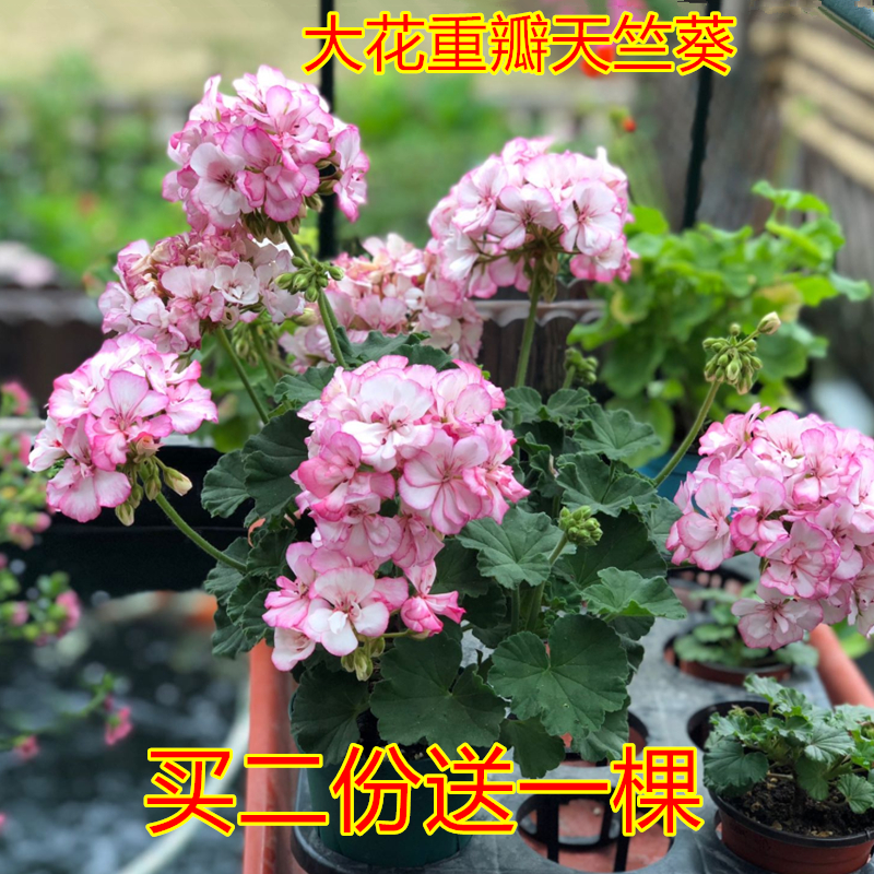 重瓣天竺葵盆栽带花苞大花天竺葵花苗重瓣花卉庭院阳台四季开花.