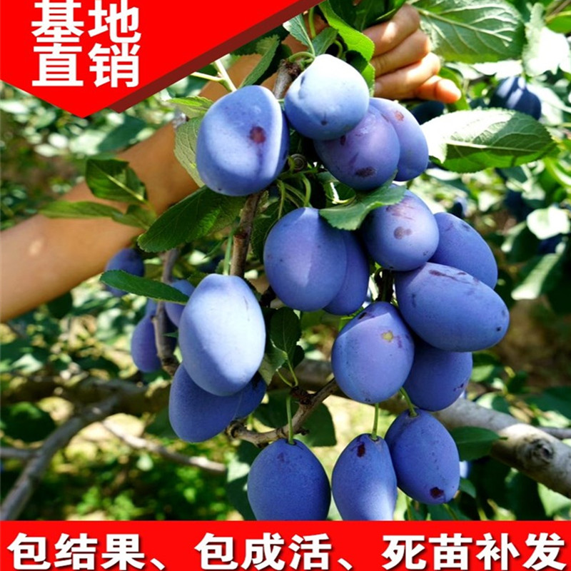 三华李子树苗蜂糖李子苗西梅苗嫁接南方北方种植果树果苗当年结果