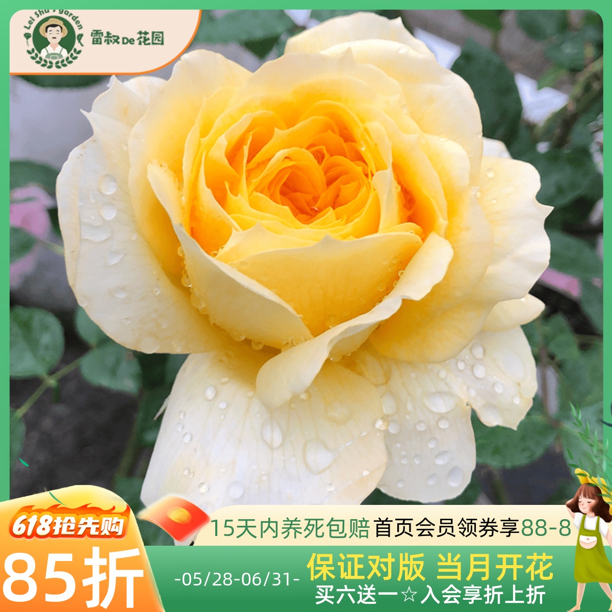 雷叔的花园阳光古董月季花苗盆栽多季开花勤花微型灌木庭院露台