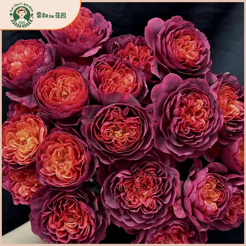 绝色果汁微型月季玫瑰花苗新品带盆栽好多季开花丰花勤花阳台庭院