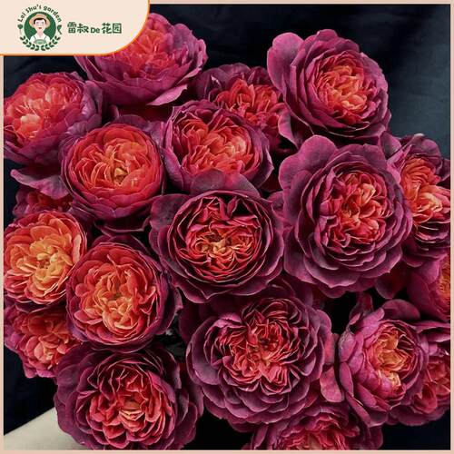 绝色果汁微型月季玫瑰花苗新品带盆栽好多季开花丰花勤花阳台庭院
