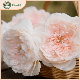 家书灌木月季花苗带盆栽好四季开花狼哥出品花色粉嫩抗病性强