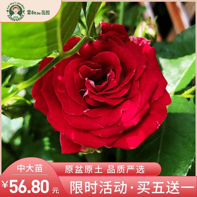 雷叔的花园红宝石冰月季花中苗四季开花抗病勤花绿植盆栽阳台庭院