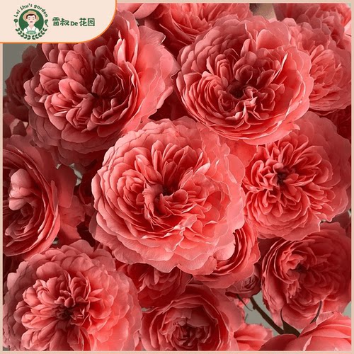 雷叔家杏色果汁微型月季花盆栽阳台四季开花丰花勤花果汁系列品种