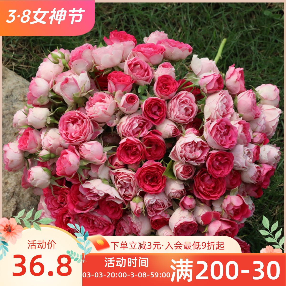 雷叔的花园胭脂扣藤本月季花苗带盆栽好四季开花多头浓香花量大