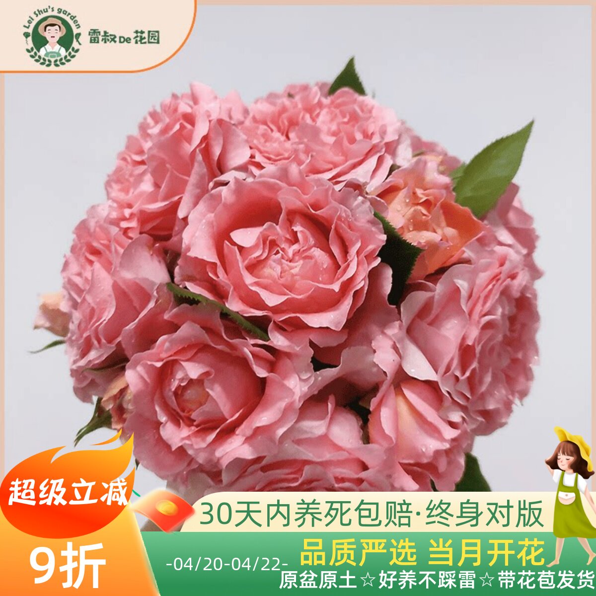 雷叔的花园珊瑚果冻月季花苗带盆栽好大花勤花多季开花阳台庭院