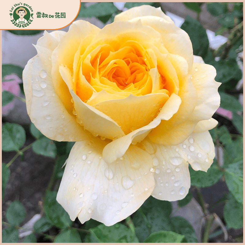 雷叔的花园阳光古董月季花苗盆栽多季开花勤花微型灌木庭院露台