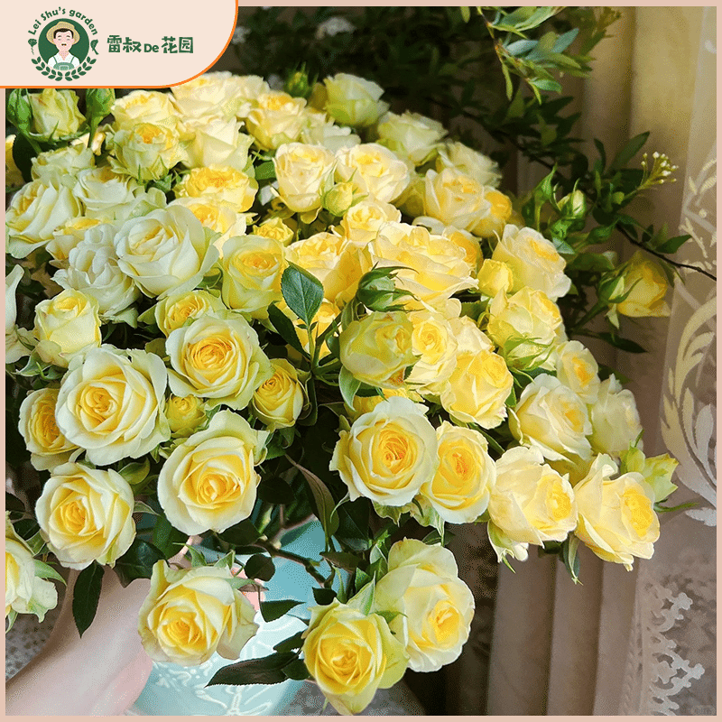 雷叔家黄鹂鸟灌木月季花苗带盆栽好四季开花暖黄色阳台庭院观赏玫