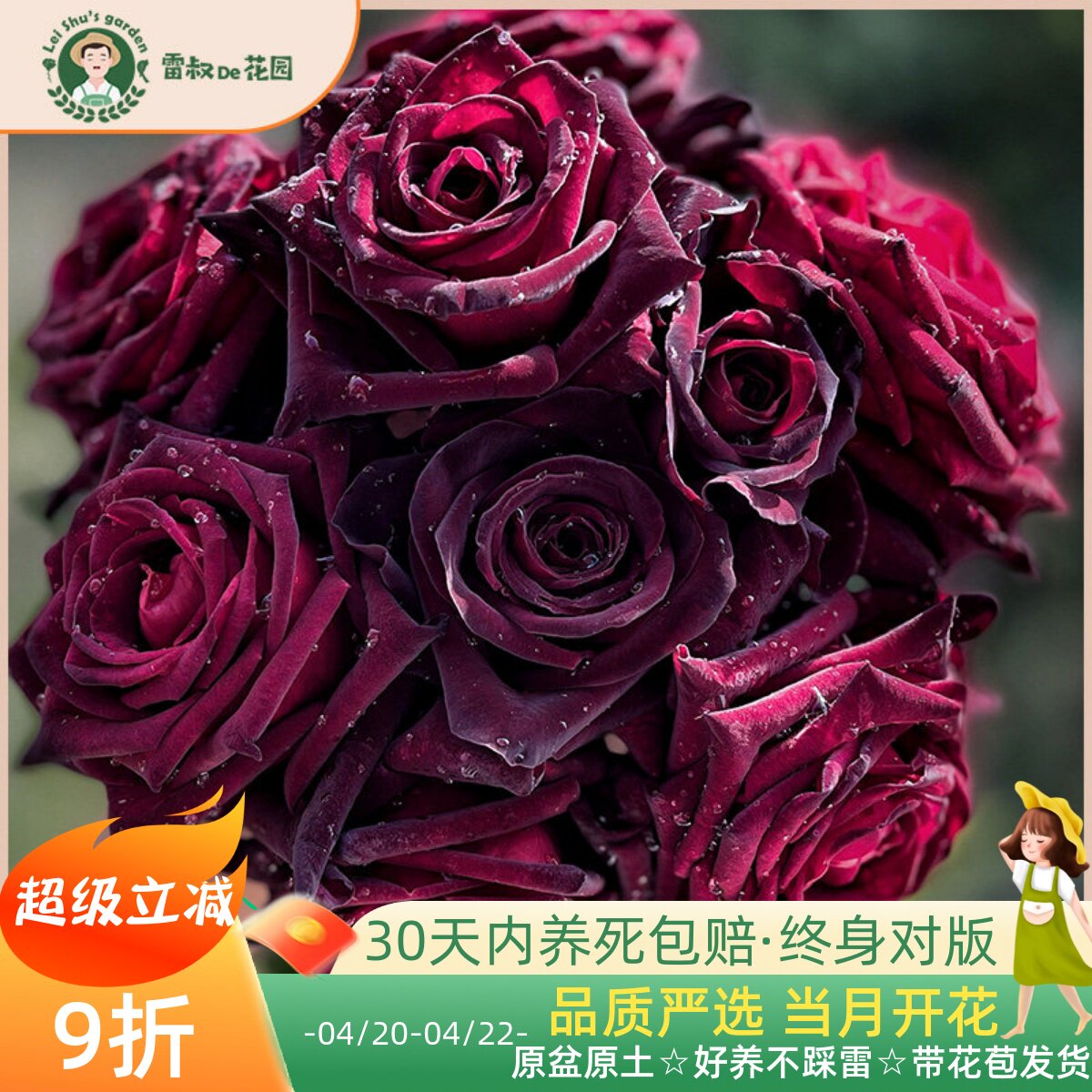 雷叔的花园黑巴克灌木切花月季花苗带盆栽好多季开花大花耐开阳台