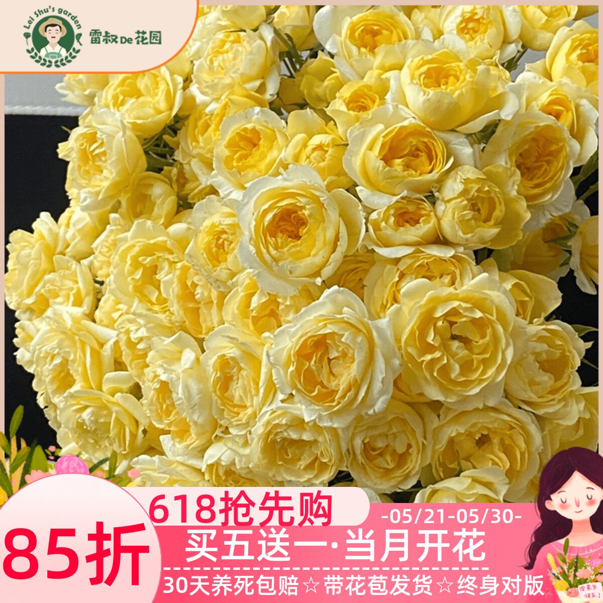 雷叔家黄果汁微型月季花盆栽好阳台四季开花阳台系列品种丰花勤花