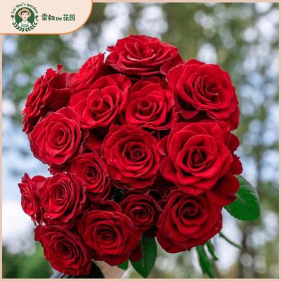 高原红月季玫瑰花苗灌木切花带盆栽好大花耐热多季开花阳台庭院