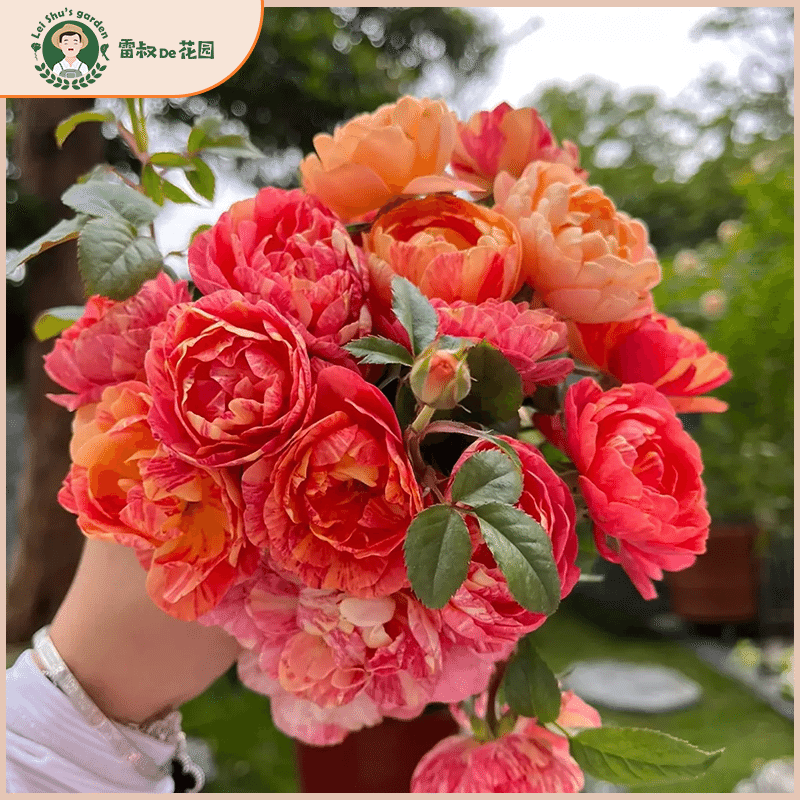 雷叔家果汁飞溅微型月季花苗带盆栽好四季开花阳台庭院丰花勤花