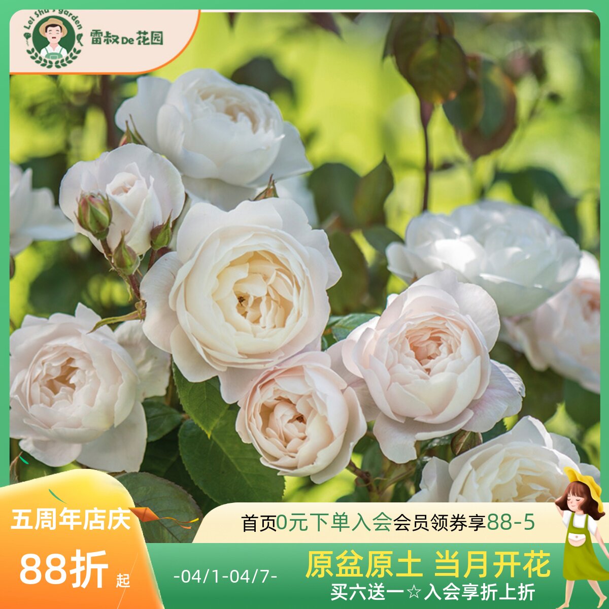 雷叔的花园黛丝德蒙娜灌木月季花苗带盆栽好四季开花大花浓香阳台