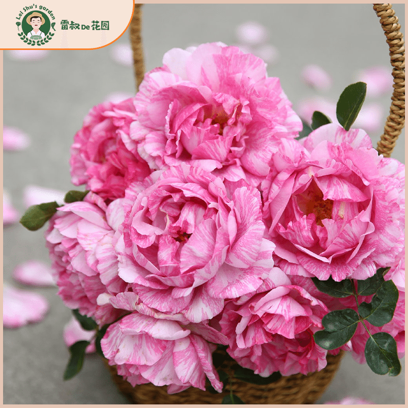 雷叔的花园伊芙飞溅灌木月季花苗带盆栽好花大浓香四季开花条纹色