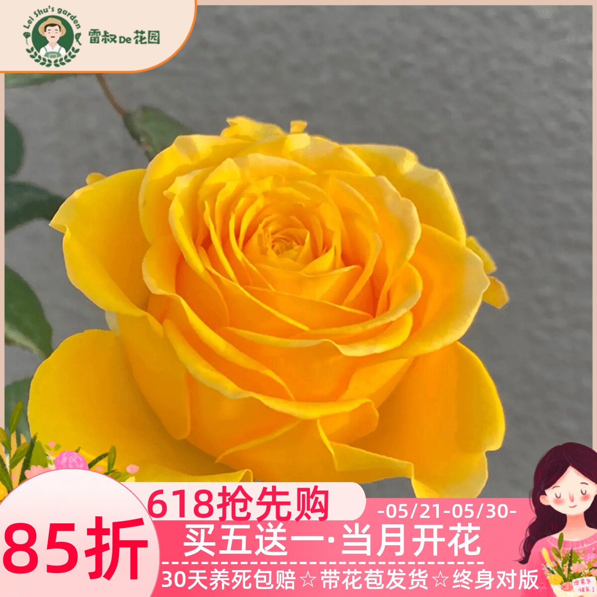 雷叔家苏格兰黄油灌木切花月季花苗带盆栽好四季开花阳台庭院黄色