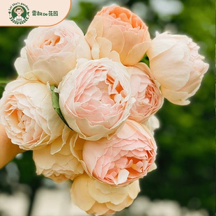 雷叔的花园无名的裘德朱迪月季花开带盆栽好爬藤灌木月季浓香大花