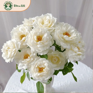 雷叔的花园雪野一梦灌木切花月季花苗带盆栽好四季开花大花浓香