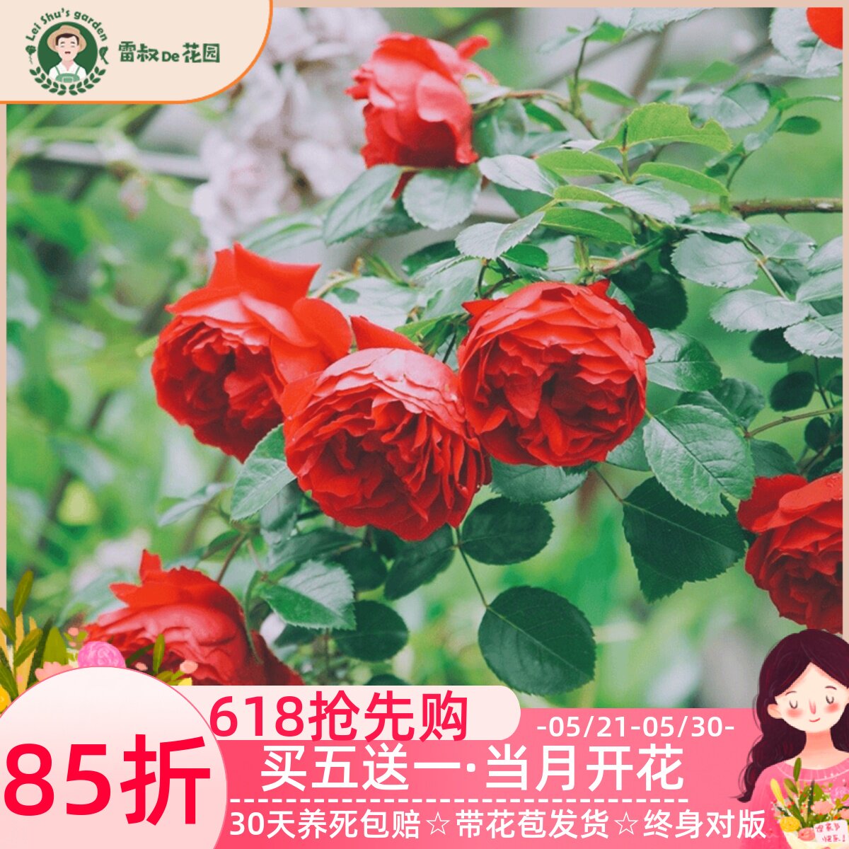 雷叔的花园佛罗仑蒂娜月季花苗正红色爬藤拱门围墙花栏造型盆栽地