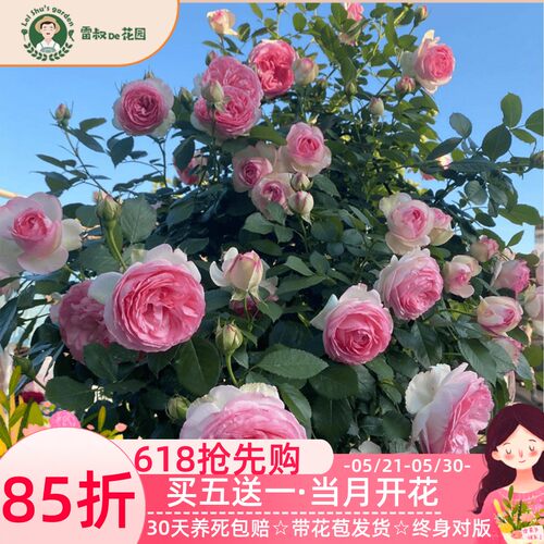 大花爬藤带盆栽好粉色龙沙宝石