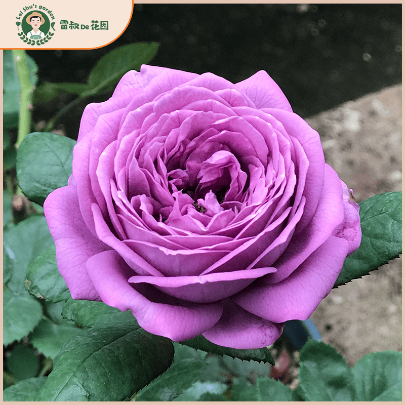 雷叔的花园微蓝月季花苗爬藤灌木中苗带盆栽好蓝紫色四季开花