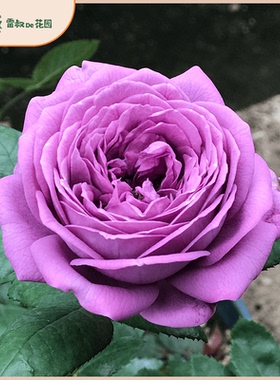 雷叔的花园微蓝月季花苗爬藤灌木中苗带盆栽好蓝紫色四季开花