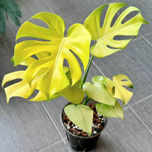 黄黄黄龟背竹 室内绿植简单好养王先森的花园