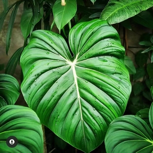 麦克道尔蔓绿绒天南星科室内观叶热植 王先森的花园